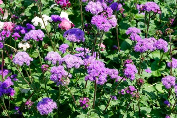 Obraz premium Ageratum houstonianum - Compact clump of Flossflowers or Mexican paintbrush clusters of fluffy light pink flowers with mid-green ovate leaves in bedding 