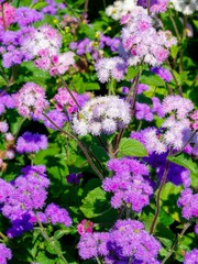 Obraz premium (Ageratum houstonianum) Clusters of flossflowers or blueminks fluffy flowers in shades of blue, pink and white in corymbs atop purple hairy stems, contrasting with a green leaves