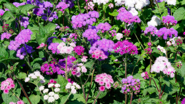 Ageratum houstonianum - Compact clump of Flossflowers or Mexican paintbrush clusters of fluffy light pink, reddish and white flowers with mid-green ovate leaves in bedding 

