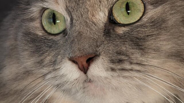 Grey tabby cat with fluffy fur and prominent whiskers, showing a curious and focused expression with its striking green eyes in a close-up portrait