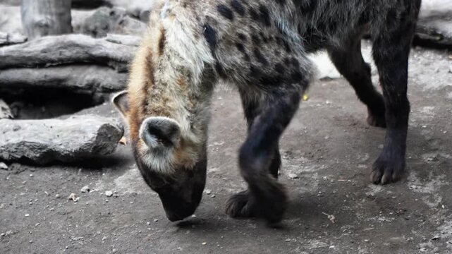 Hyena or hyaena is a cat-like carnivorous mammal that belongs to the Hyaenidae family.