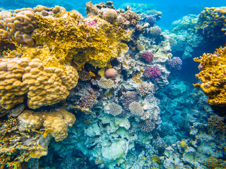 Colorful corals in the Red Sea, Egypt © Aliaksandr