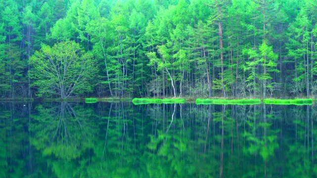 新緑の御射鹿池
