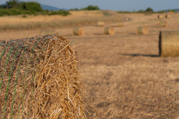 Round hay bales scattered across harvested agricultural field  © Lisana