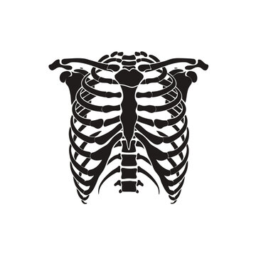 Human rib cage vector illustration, black silhouette of anatomical ribcage and spine, medical thoracic skeletal system for biology education