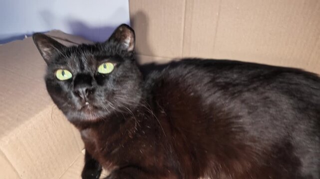 Black domestic cat with bright green eyes sitting comfortably inside an open cardboard box, looking towards the side with an alert and curious expression
