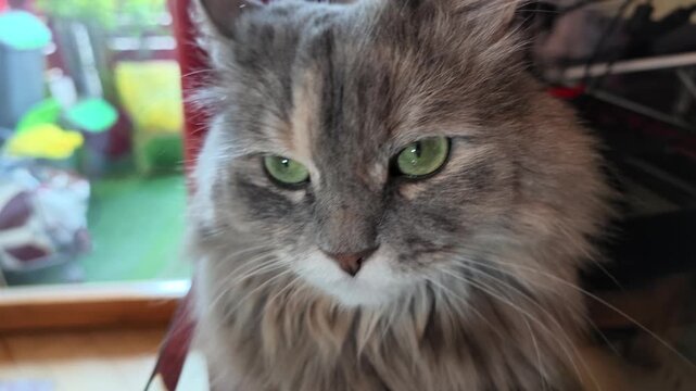 Domestic feline pet with long grey and cream fur and expressive green eyes looking directly at viewer while sitting on a glass table