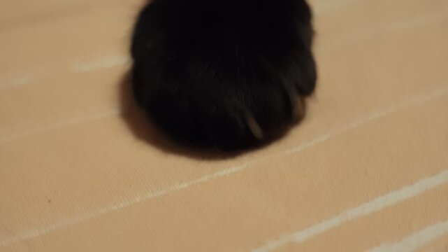Black cat paw extending a single claw, gently pinning down a red string toy on a light brown fabric surface, capturing the natural hunting instinct of a domestic animal playing