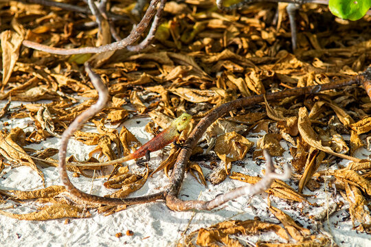 Oriental Garden Lizard Calotes Versicolor Macro