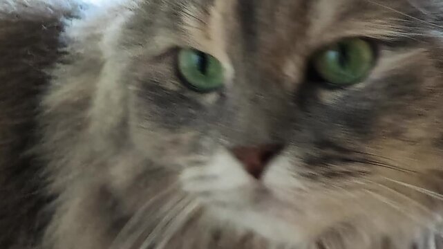 Domestic cat showing its face in a close-up profile, looking attentively to the side with wide green eyes, focusing on something unseen with curiosity