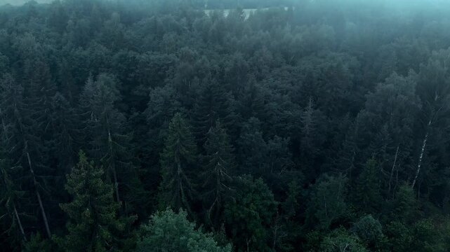fog in the forest