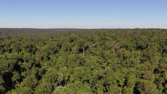 Dense evergreen rainforest canopy reveals multilayer tropical broadleaf vegetation, emergent trees and continuous native woodland extending to the horizon, drone forward flight.
