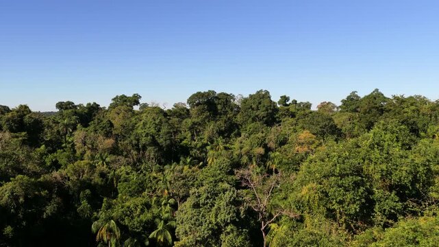 Endangered rosewood trees (Aspidosperma polyneuron) rise above Atlantic Forest canopy in Misiones, Argentina, revealing mature evergreen rainforest, multilayer vegetation and native biodiversity, dron