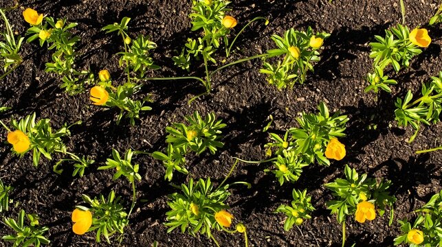 Minimal Overhead Spring Flowers in Golden Midday Light with copy space