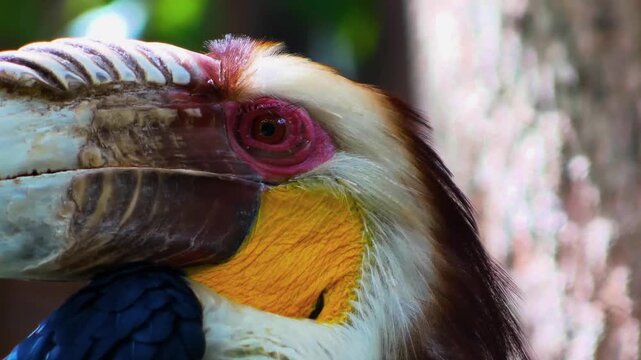 A sharp close-up portrait capturing the distinctive casque and plumage of a magnificent wreathed hornbill.