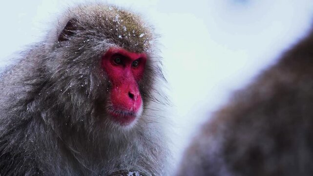 A cinematic telephoto portrait capturing a Japanese macaque snow monkey with a vibrant red face enduring a heavy winter blizzard.