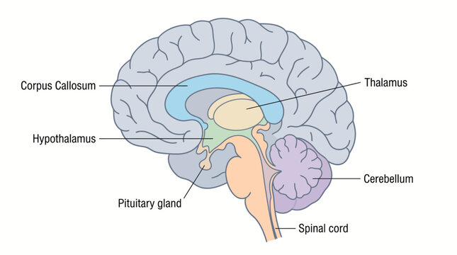 Detailed anatomical diagram of the human brain showing sagittal view structures including the thalamus cerebellum and corpus callosum