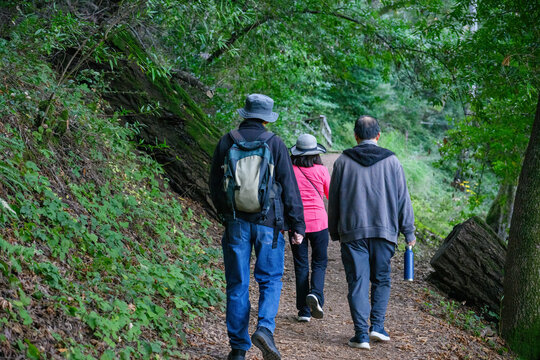 A group of friends hiking in dense forest. Villa Montalvo Trail. Saratoga, California.