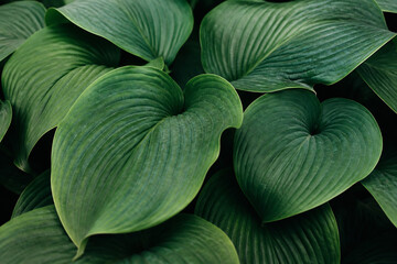Obraz premium Lush green leaves of a plant fill the frame against a dark background.