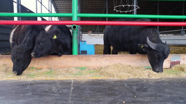 Black angus cattle and water buffaloes eating dry hay in a modern farm barn. Livestock feeding on fodder in a cowshed.