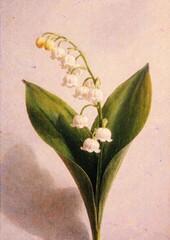 Obraz premium Elegant lily-of-the-valley illustration
