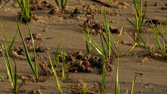 Fiddler crabs walking on the sand