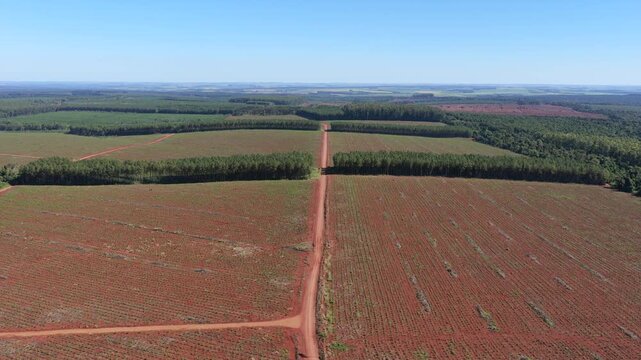 Commercial eucalyptus plantations and mature pine stands extend across red lateritic soils beside Atlantic Forest remnants in Misiones, Argentina, illustrating managed timber production