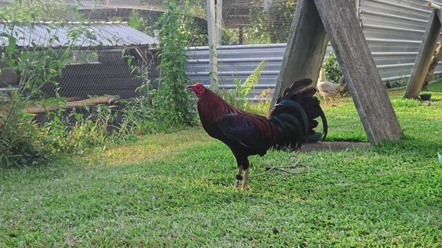 A majestic dark red rooster foraging on green grass in a rural farm enclosure during a sunny day.