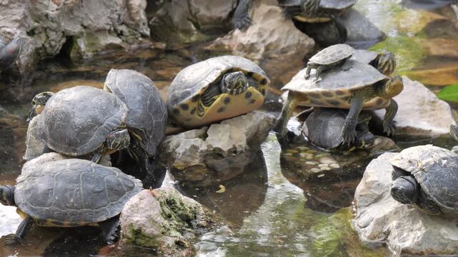 Group of terrapins basking on rocks in a pond at the National Garden in Athens Greece