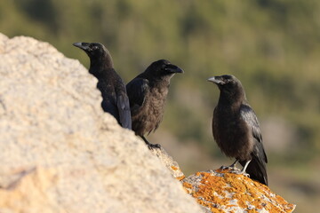 Obraz premium Young common ravens perched on the rugged cliffs of Cape Saint George, Newfoundland
