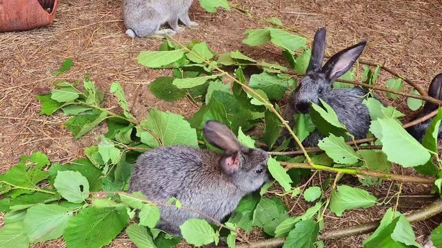 Gray rabbits nibble on fresh green branches amid dry straw bedding, peaceful farm animal scene, rustic rural atmosphere, pet and livestock lifestyle concept.