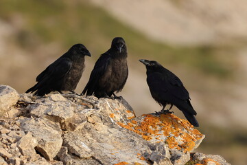 Obraz premium Young common ravens perched on the rugged cliffs of Cape Saint George, Newfoundland