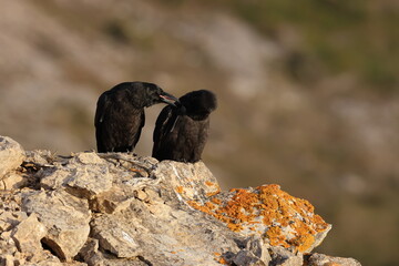 Obraz premium Young common ravens perched on the rugged cliffs of Cape Saint George, Newfoundland