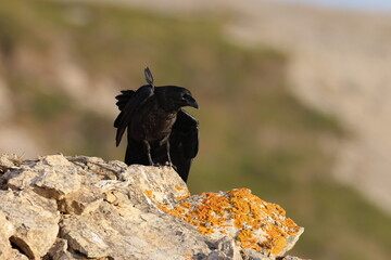 Obraz premium Young common ravens perched on the rugged cliffs of Cape Saint George, Newfoundland