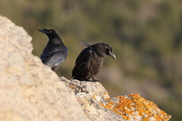 Obraz premium Young common ravens perched on the rugged cliffs of Cape Saint George, Newfoundland
