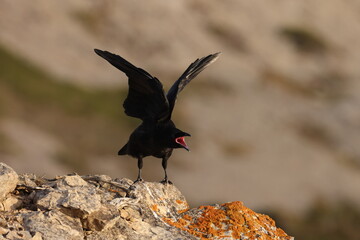Obraz premium Young common ravens perched on the rugged cliffs of Cape Saint George, Newfoundland