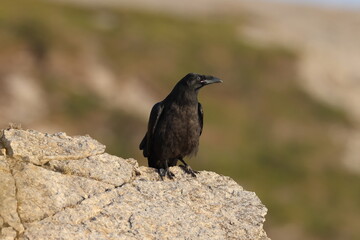Obraz premium Young common ravens perched on the rugged cliffs of Cape Saint George, Newfoundland