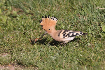 Eurasian hoopoe foraging in Baden-Wuerttemberg, Germany © Frank Fichtmüller