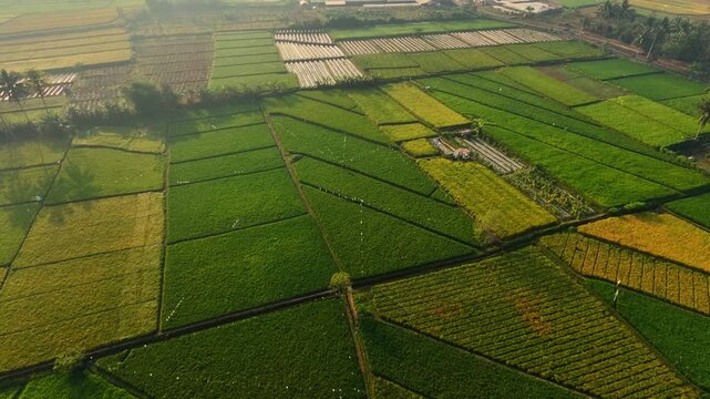 aerial view irrigation system in the field