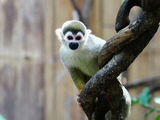 adult saimiri monkey agains green blured background © wisannumkarng