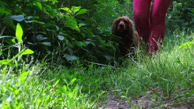 A young girl walks through the forest with a red-haired English cocker spaniel. Walking a dog through green bushes. Walking a pet.