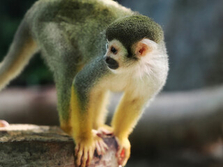 adult saimiri monkey agains green blured background © wisannumkarng
