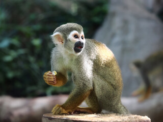 adult saimiri monkey agains green blured background © wisannumkarng