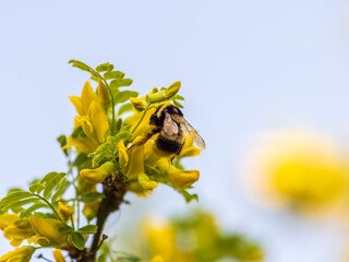 A bee collects nectar on a yellow acacia. Acacia tree branch with green leaves and yellow flowers. © Dmitrii Potashkin