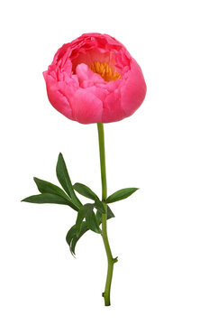 Blooming coral peony flower isolated on white  or transparent background