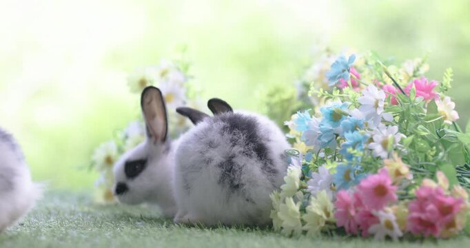Baby bunny easter fluffy rabbit eating food, grass, on green garden nature flowers background on sunny day, Lovely mammal with bright eyes in nature life. Symbol of easter day.  Lovely bunny easter fl