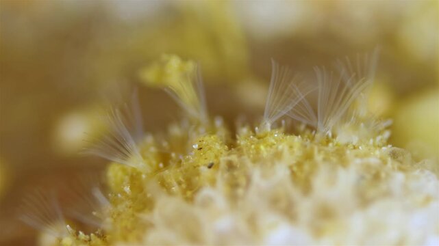 Colony of bryozoans under a microscope. Sometimes they are called Ectoprocta.