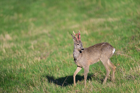 Roe deer with growing antlers in the bast in the  springtime 