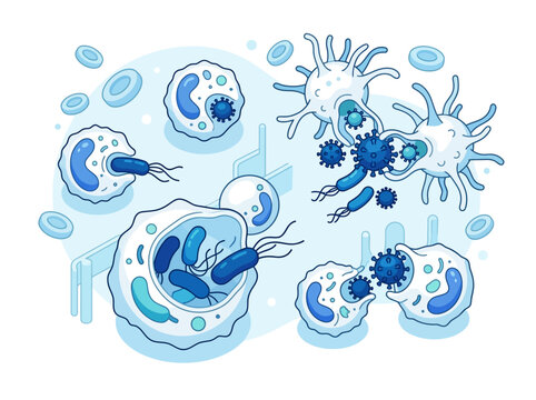 Colorful illustration of immune cells and bacteria.
