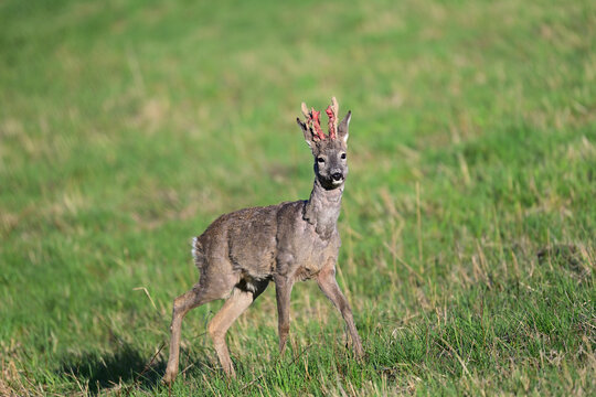 Roe deer with antler walks to graye grass in a spring 